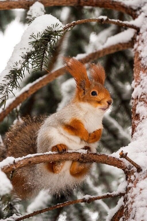 Белка - животные - оригинал