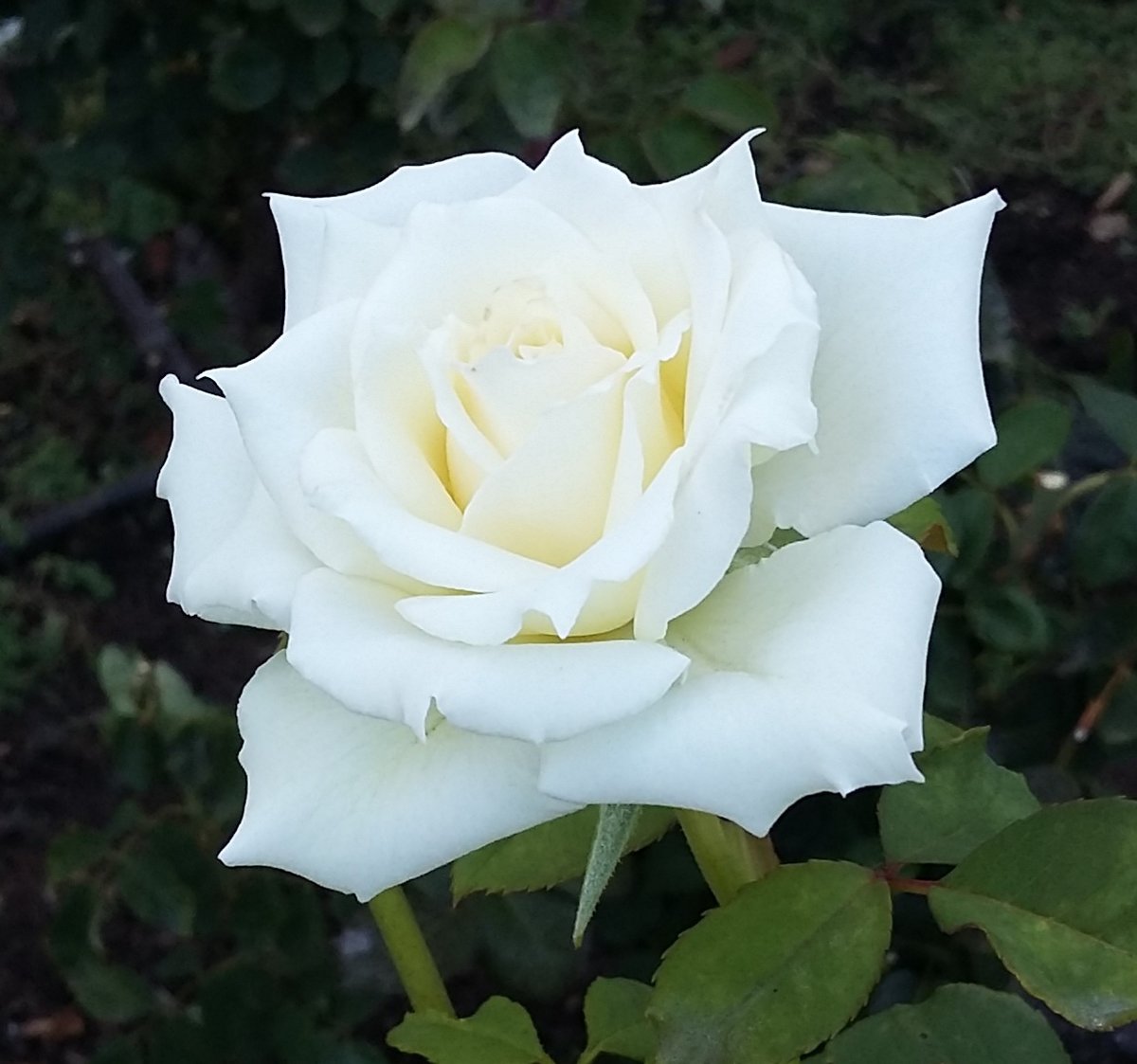 Белая роза - цветы, белая роза, роза - оригинал