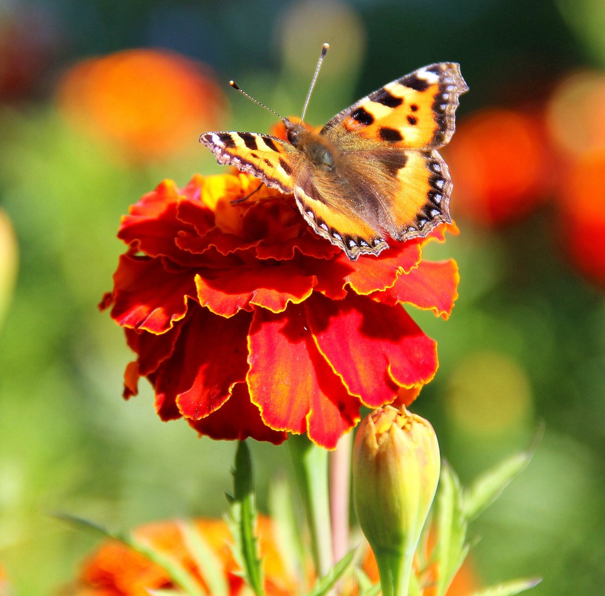 Летний полдень2 - цветы и бабочки, бабочки, бархатцы, тагетес - оригинал