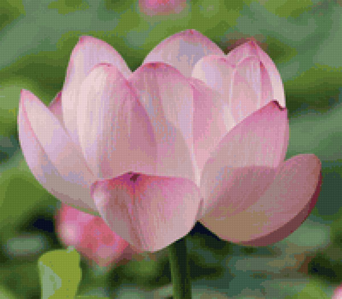 Лотос дальневосточный2 - лотос комарова, лотос, цветы - предпросмотр