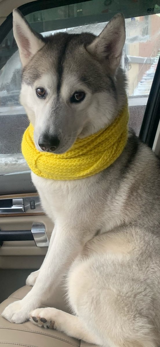 Ярушка - хаски собака - оригинал