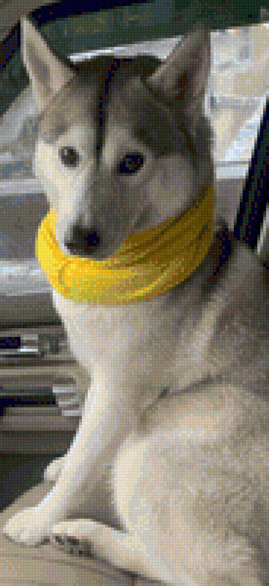 Ярушка - хаски собака - предпросмотр