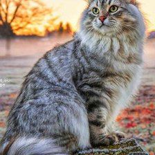 Схема вышивки «Кот»