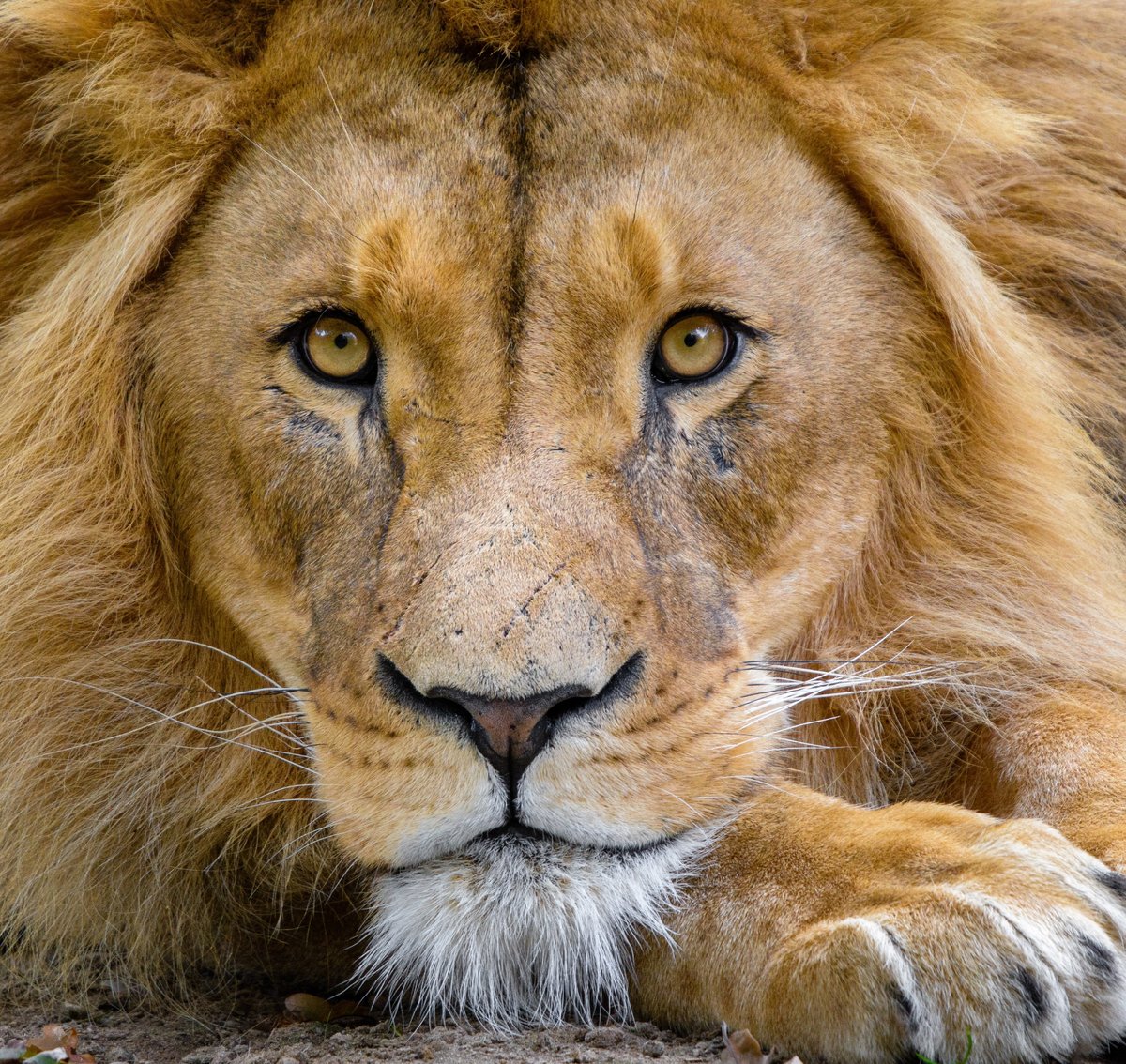 Лев - оригинал