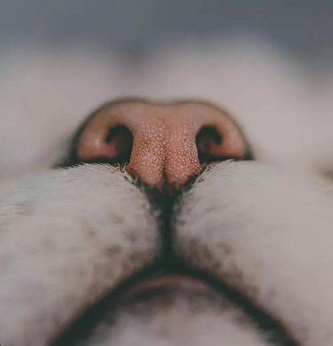 нос кошачий - оригинал