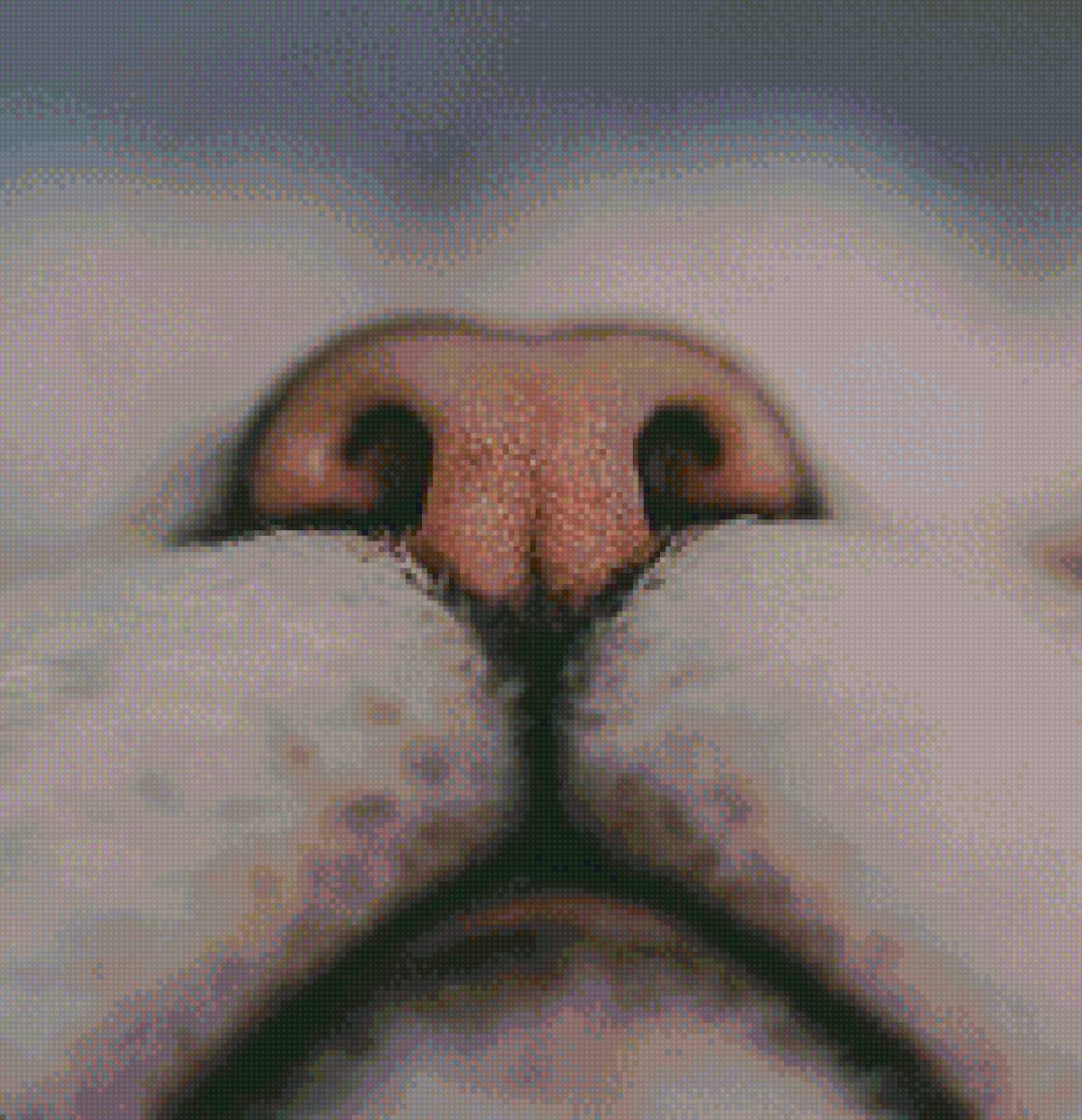 нос кошачий - предпросмотр