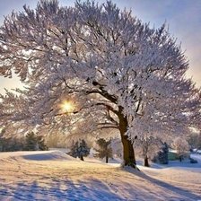 зимове дерево