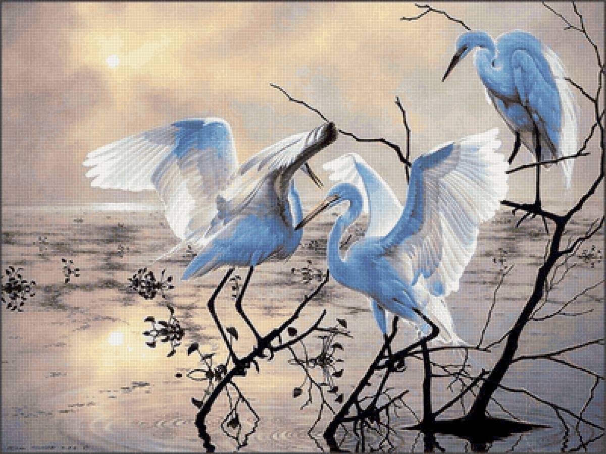 Цапли - птицы, природа, цапли - предпросмотр