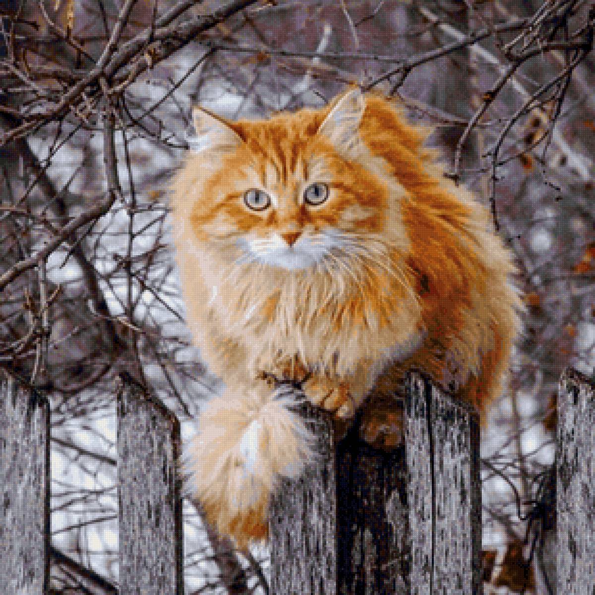 Рыжик - кот - предпросмотр