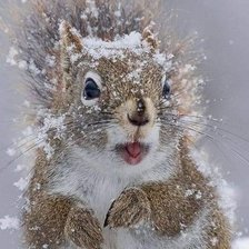 Схема вышивки «№2444763»