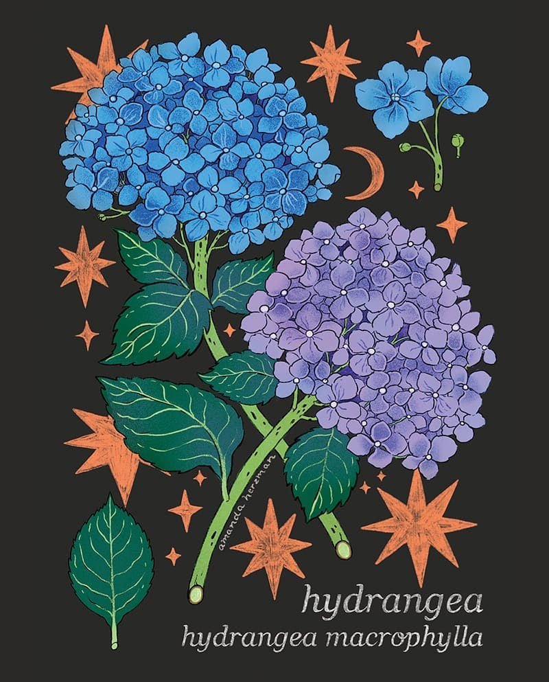 Гортензия - голубой цветок, цветы, цветок, гортензия, растения, природа - оригинал