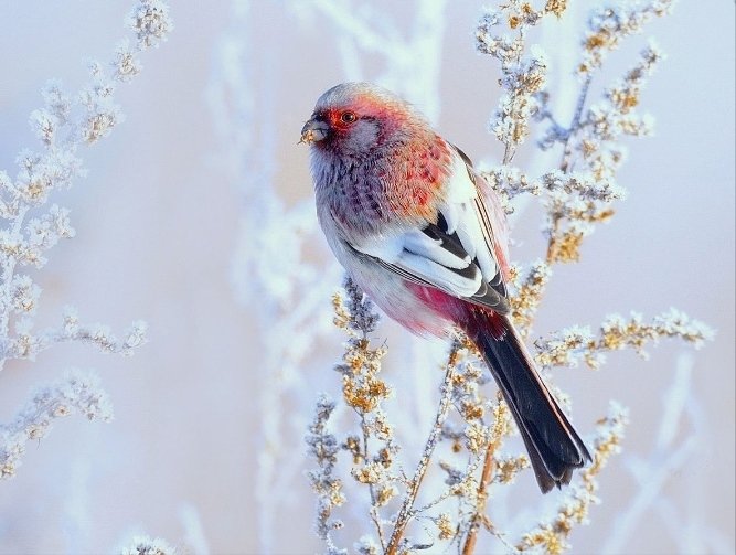 Урагус - снегирь, зима, поле, чечевица, снег, птица - оригинал