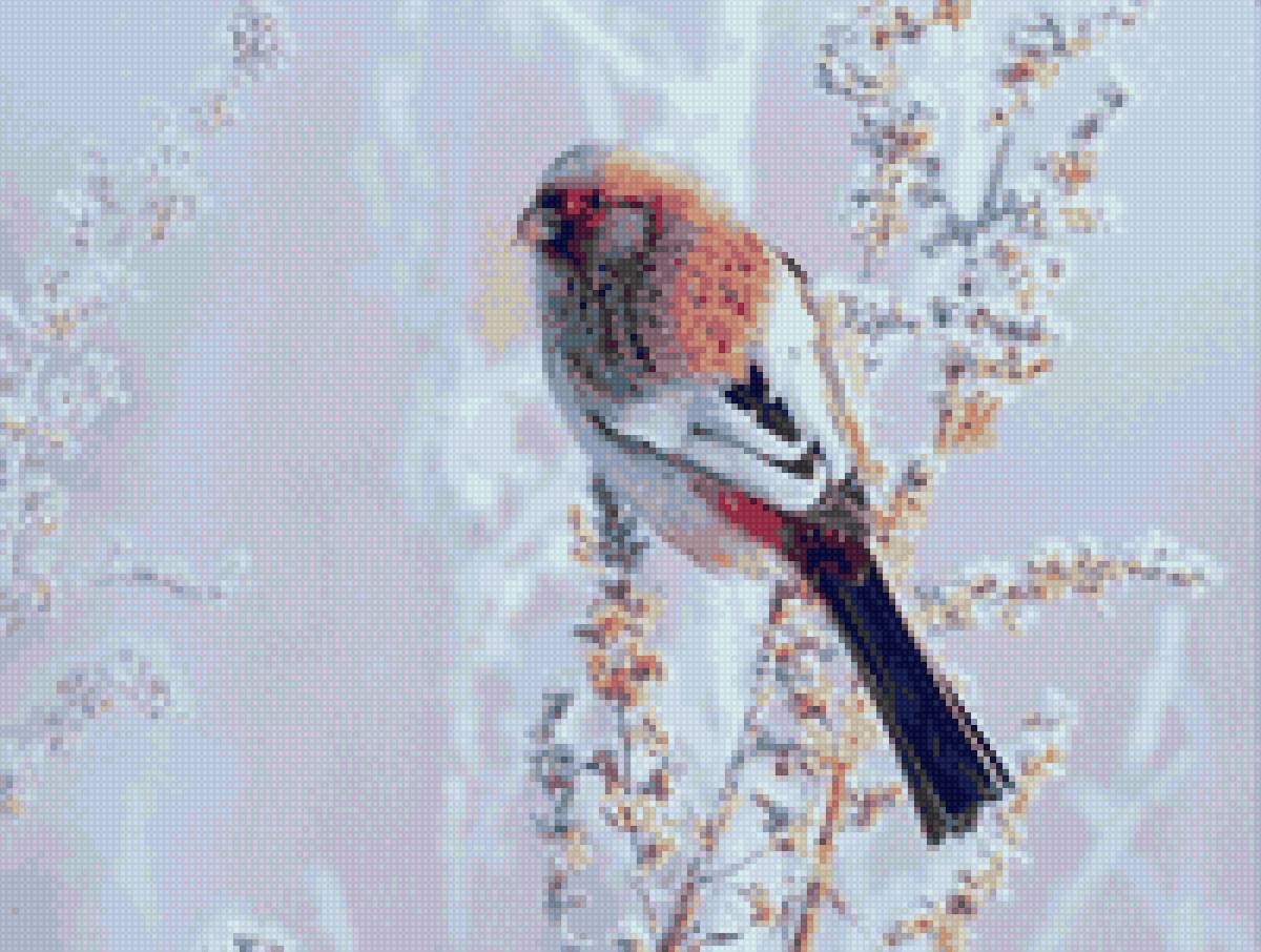 Урагус - чечевица, зима, снегирь, птица, снег, поле - предпросмотр