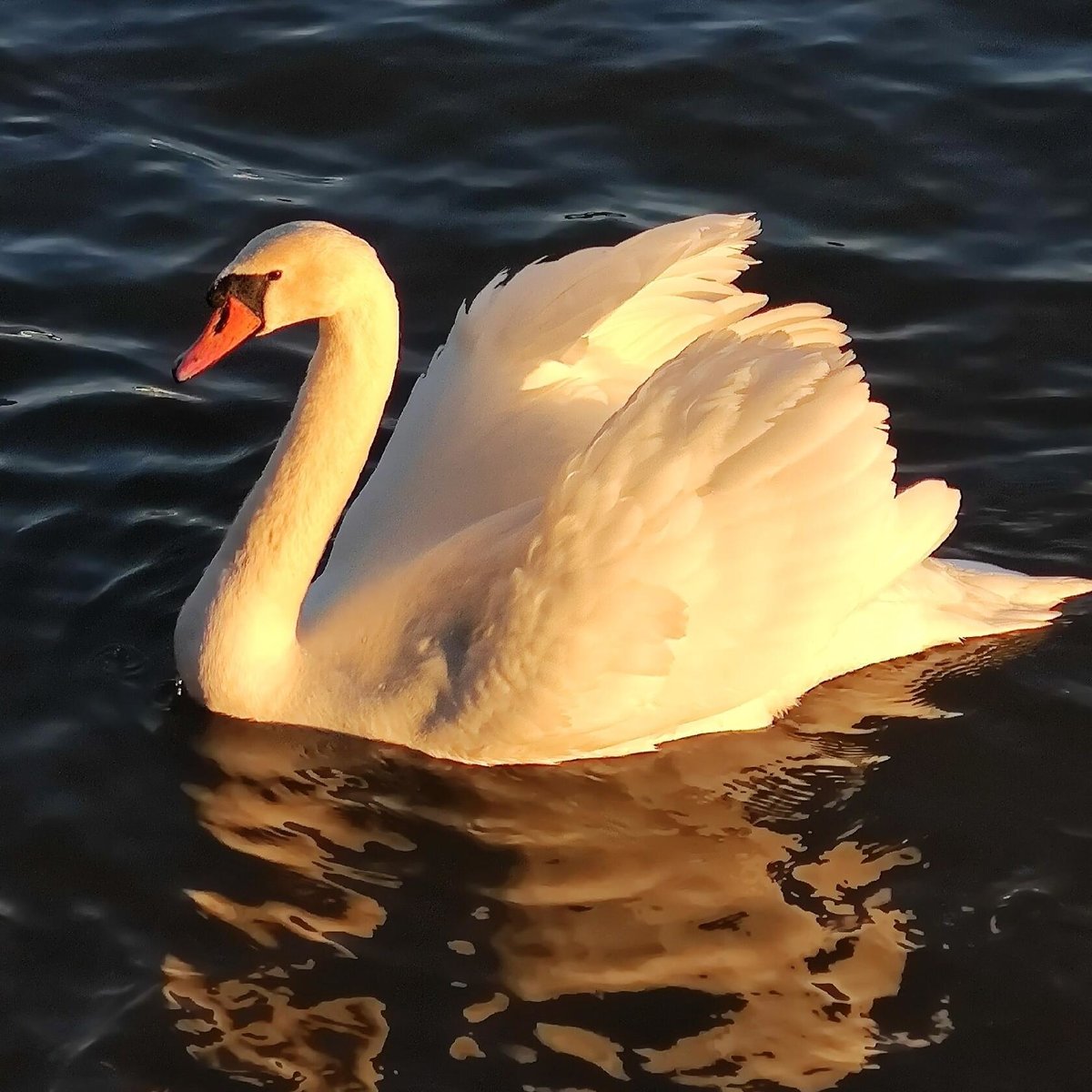 Лебедь - птица - оригинал