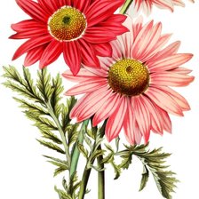 Схема вышивки «№2445870»