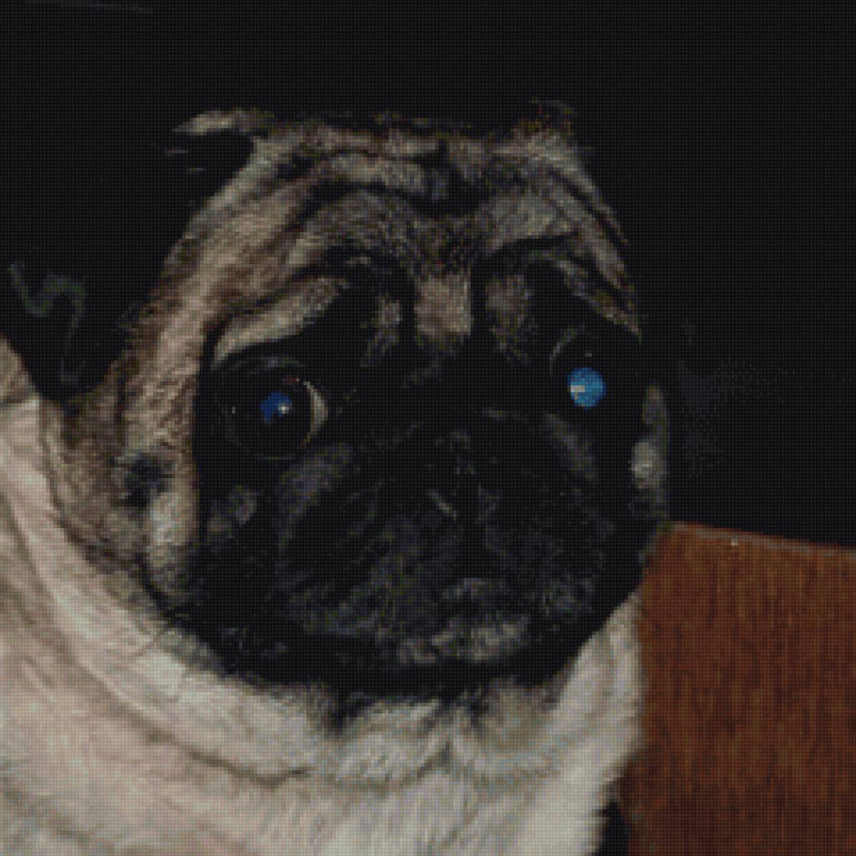 Мопсик Боня - предпросмотр