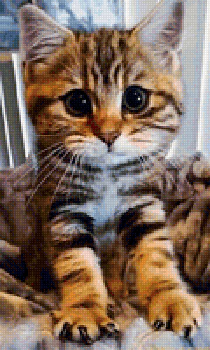 Котик - животные, котик - предпросмотр