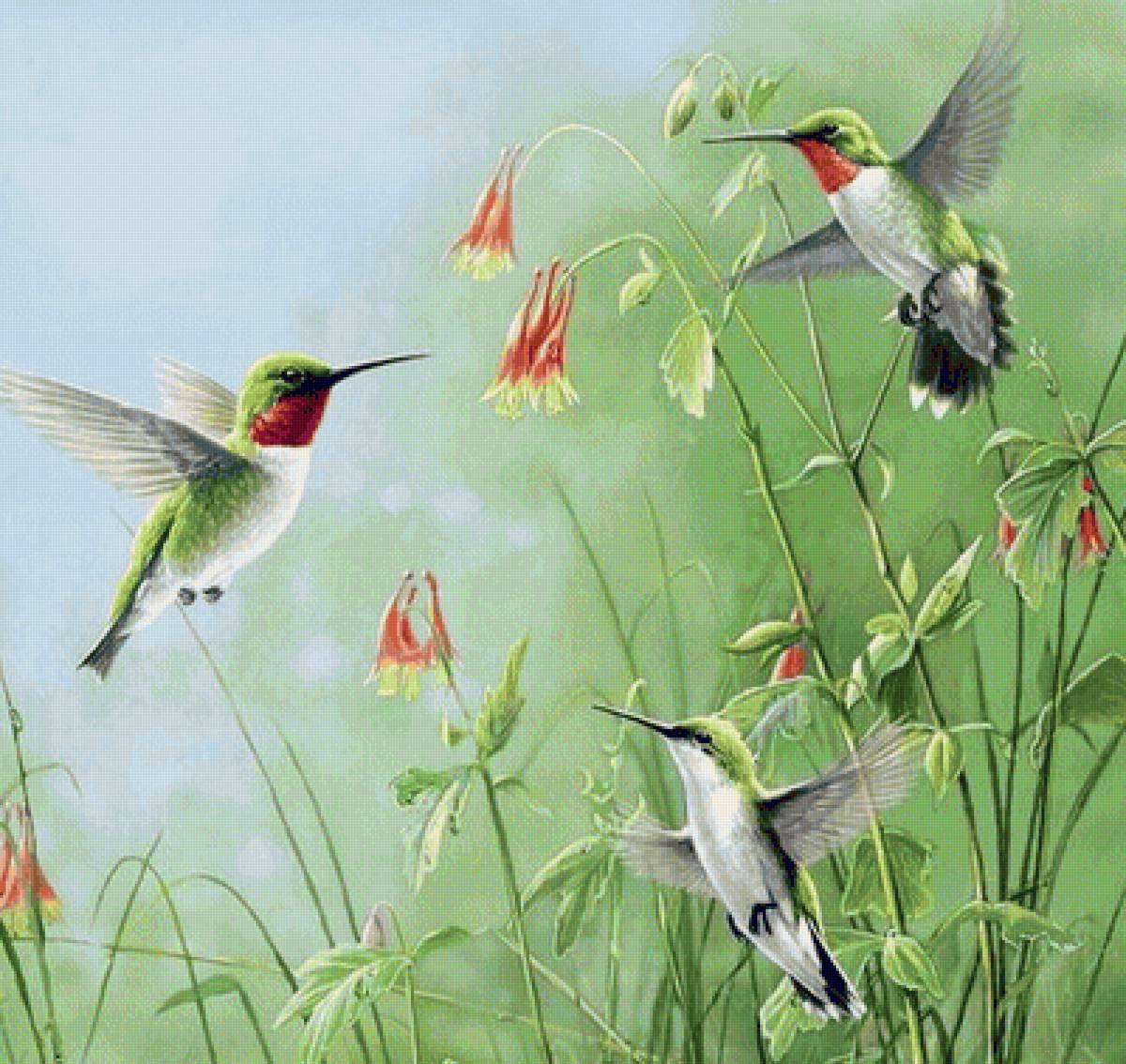 Колибри и цветы - цветы, колибри - предпросмотр