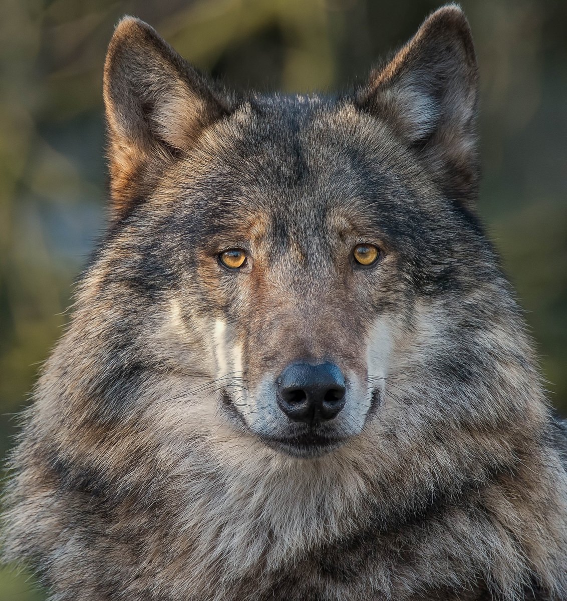 Волк - оригинал