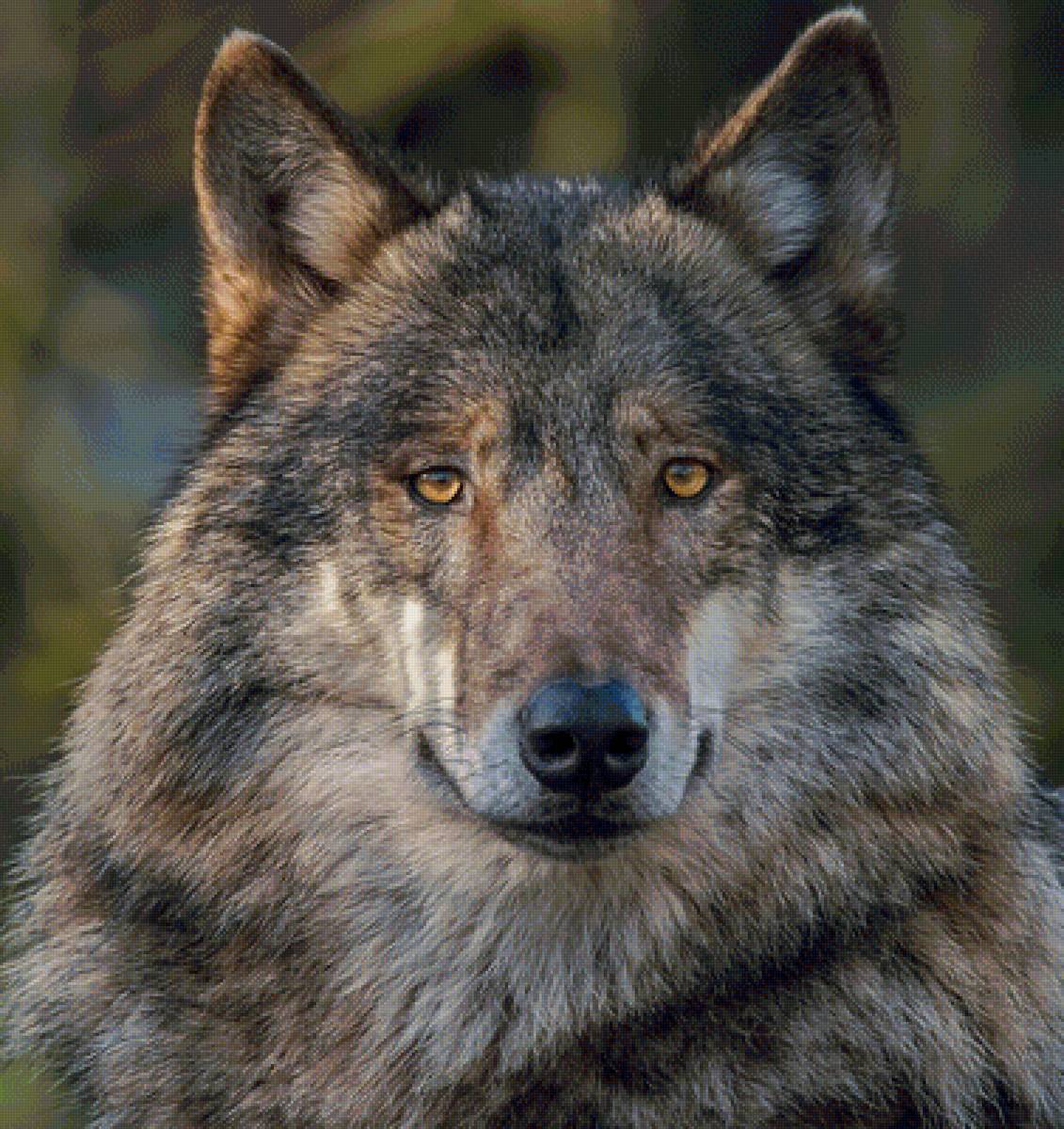 Волк - предпросмотр