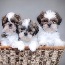 Схема вышивки «shih tzushka»