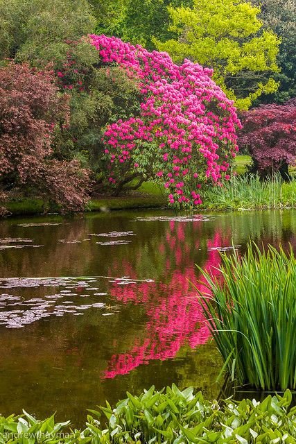 Пруд - пруд, вода - оригинал