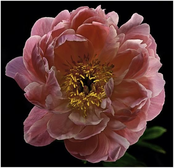 №2448858 - оригинал