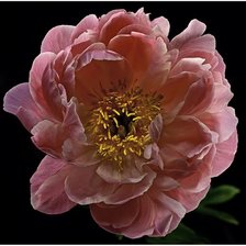 Схема вышивки «№2448858»