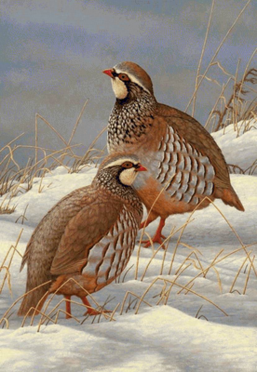 №2448883 - предпросмотр