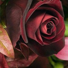 Схема вышивки «№2448885»