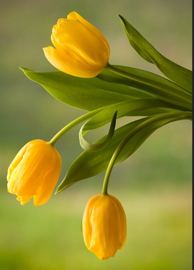 tulipán 1 - flores - оригинал