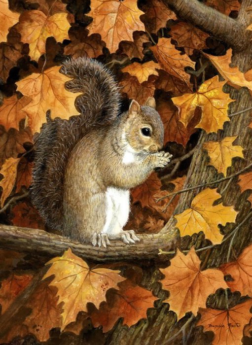 Ardilla - naturaleza - оригинал