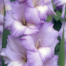 Схема вышивки «Цветы»