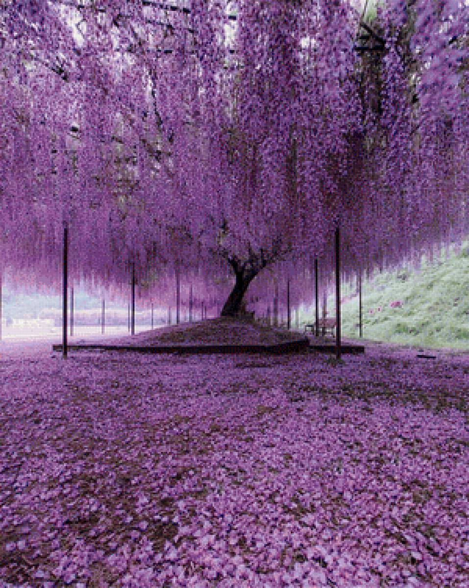 Глициния. Япония - япония, глициния - предпросмотр