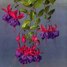 Схема вышивки «Цветы»