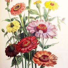 Схема вышивки «герберы»