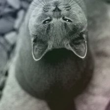 Схема вышивки «Персик»