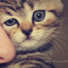 Схема вышивки «Котя»