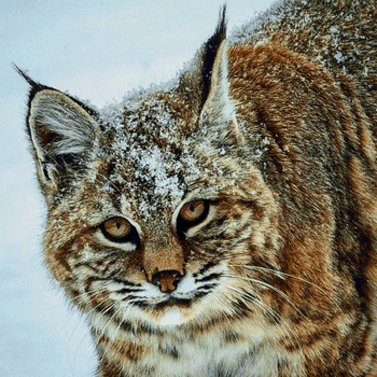 дикие - предпросмотр