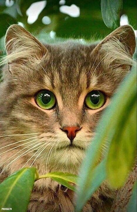 Котик - коты, животные - оригинал