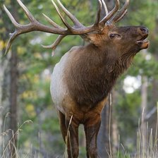 Оригинал схемы вышивки «№2452171»