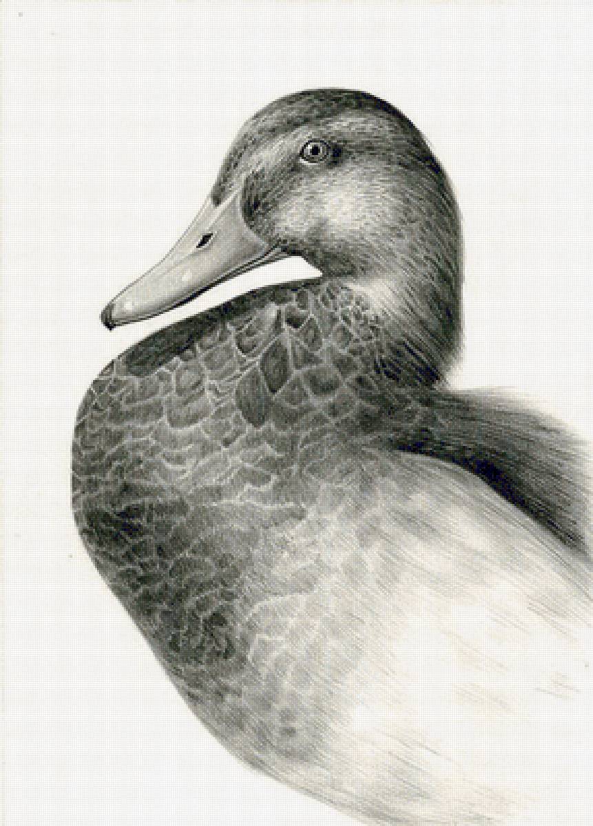 №2452181 - предпросмотр