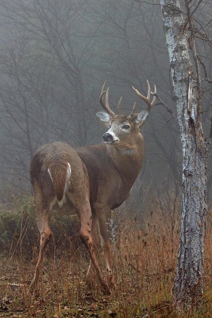 №2452444 - оригинал