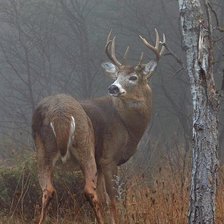 Схема вышивки «№2452444»
