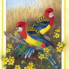 Схема вышивки «colores 1»