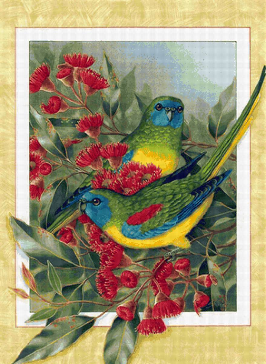 Pájaros 11 - pajaros - предпросмотр