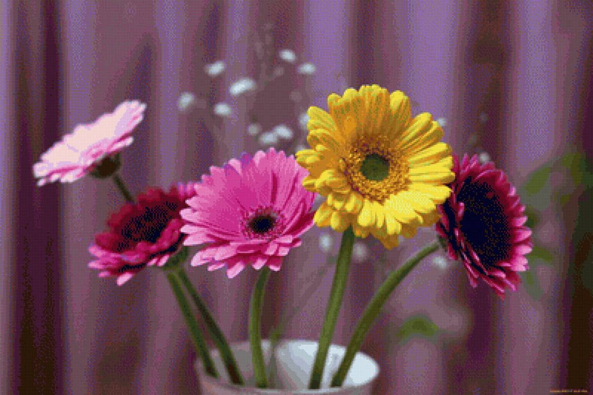 Герберы - цветы букет цветов гербер - предпросмотр