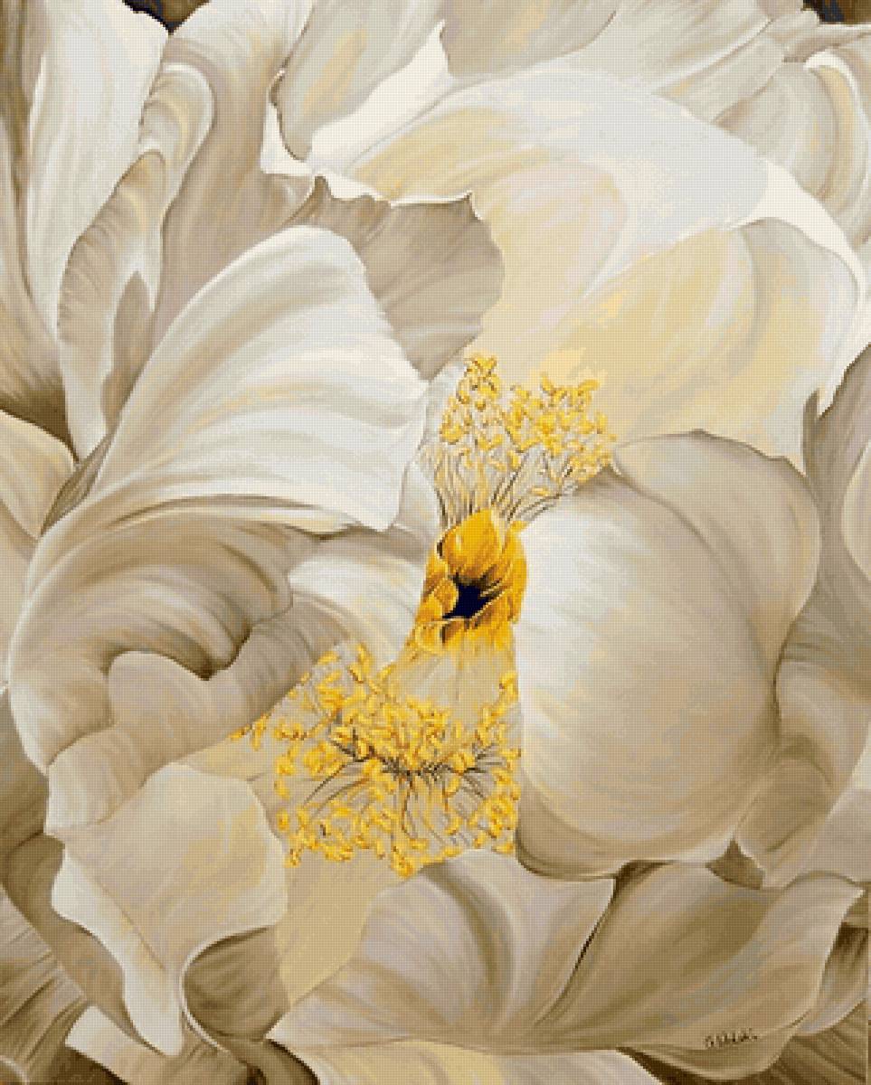 Белый пион - цветок, белый - предпросмотр