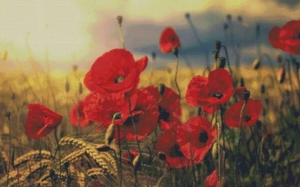 маки, пнк - оригинал