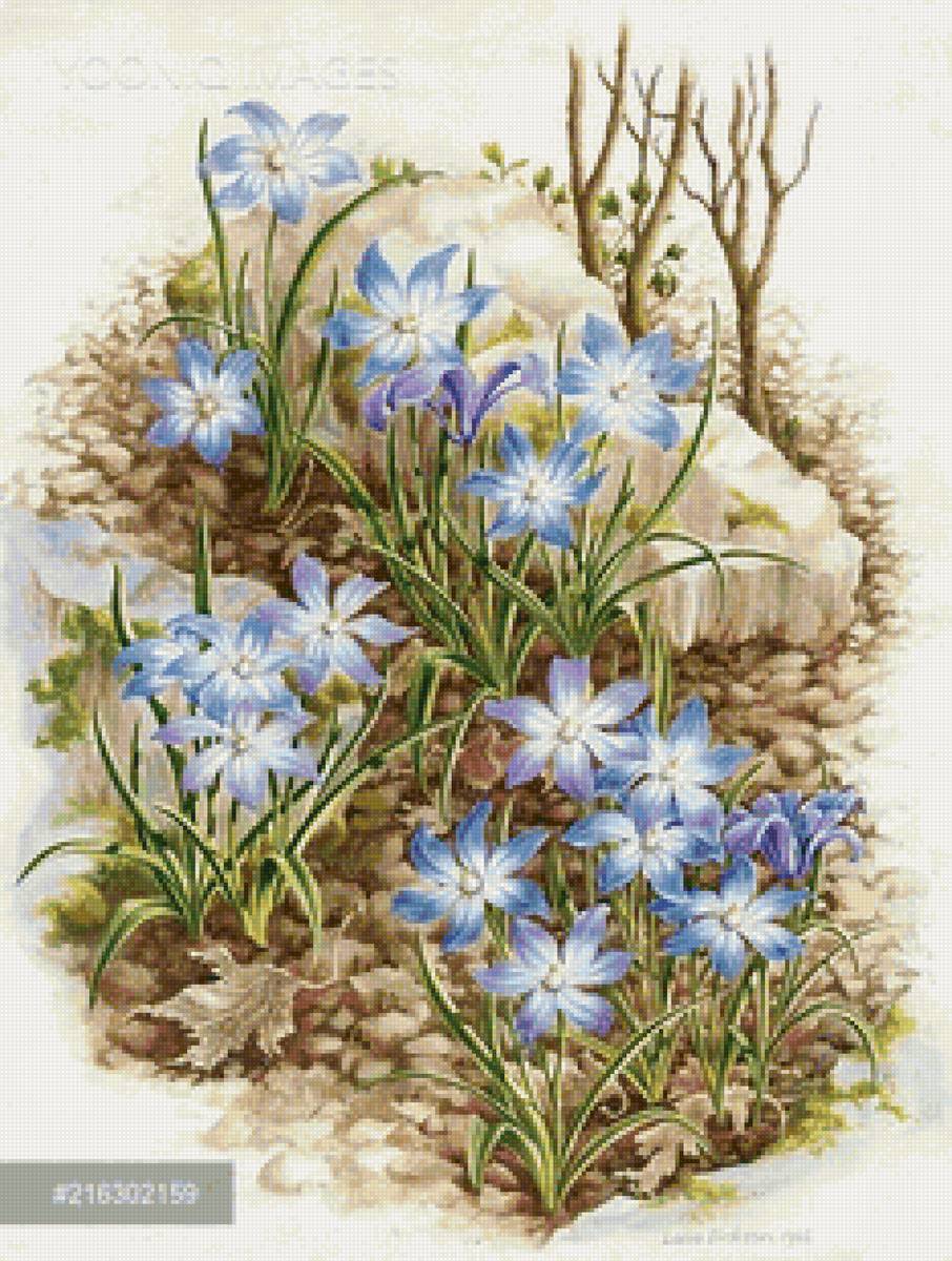 Весне - дорогу - цветы, первоцветы - предпросмотр